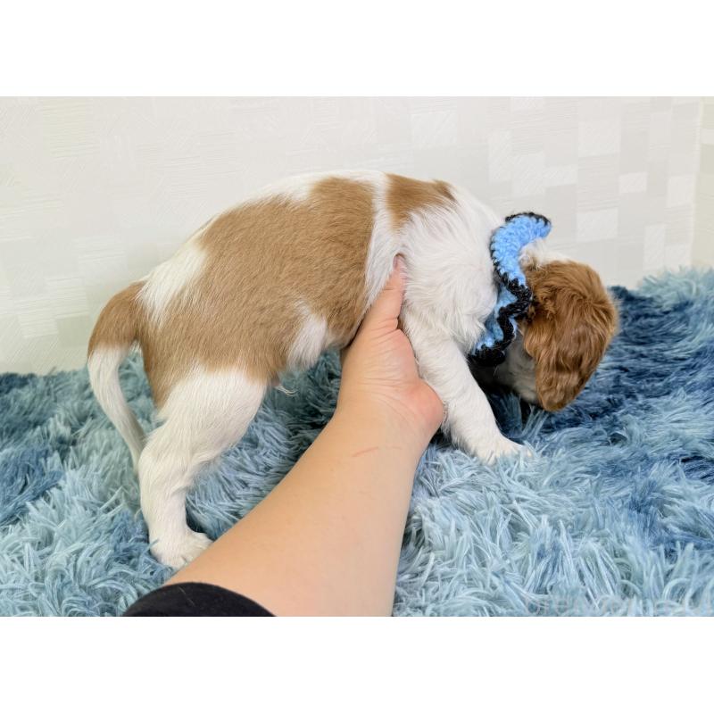 成約済の埼玉県のキャバリアキングチャールズスパニエル-414903の5枚目