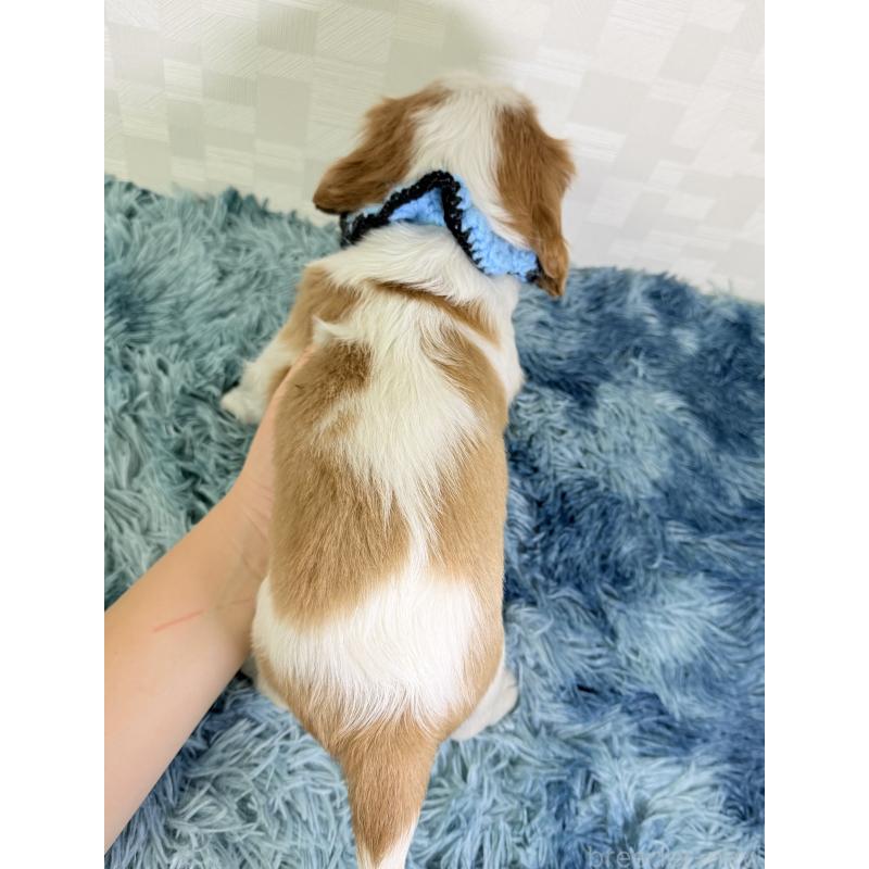 成約済の埼玉県のキャバリアキングチャールズスパニエル-414903の4枚目