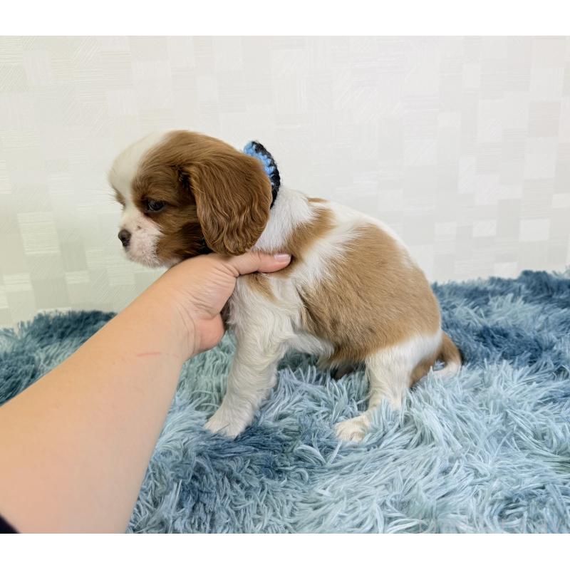 成約済の埼玉県のキャバリアキングチャールズスパニエル-414903の3枚目