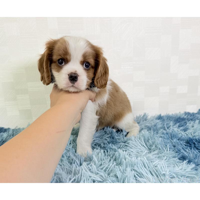 成約済の埼玉県のキャバリアキングチャールズスパニエル-414903の2枚目