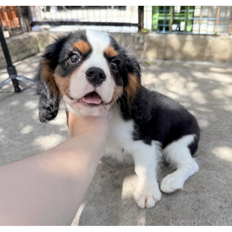 成約済の埼玉県のキャバリアキングチャールズスパニエル-405237の2枚目