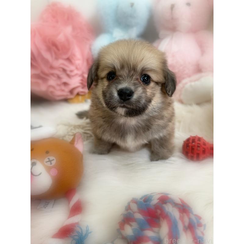 販売中の香川県のミックス犬-419297の5枚目