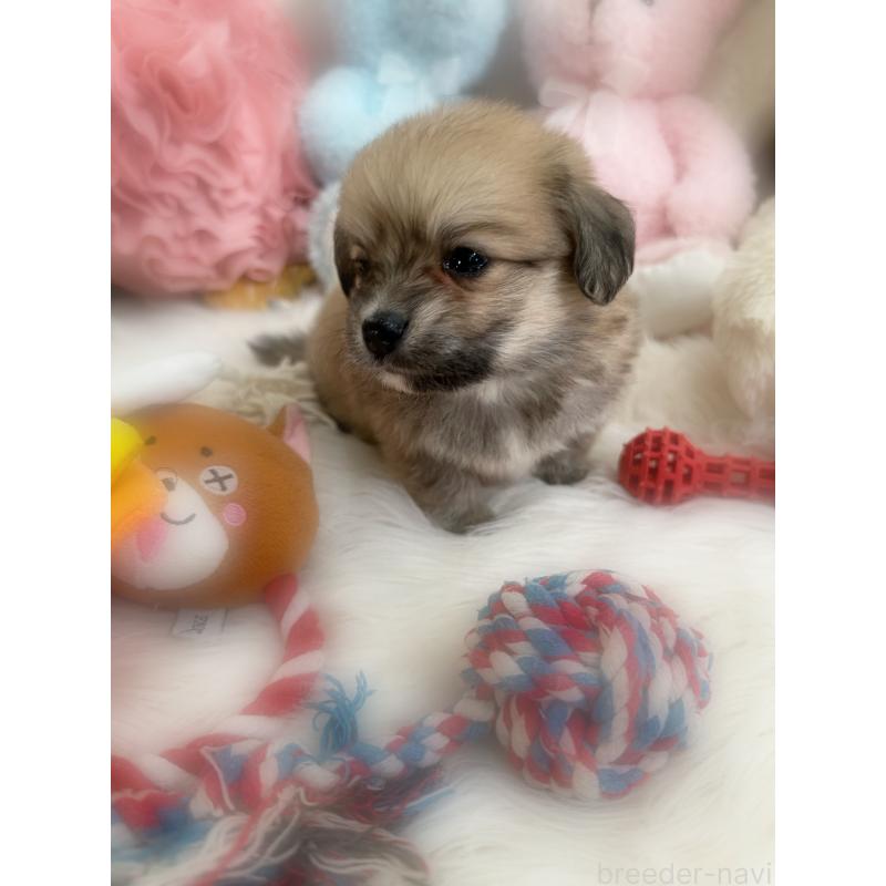 販売中の香川県のミックス犬-419297の4枚目
