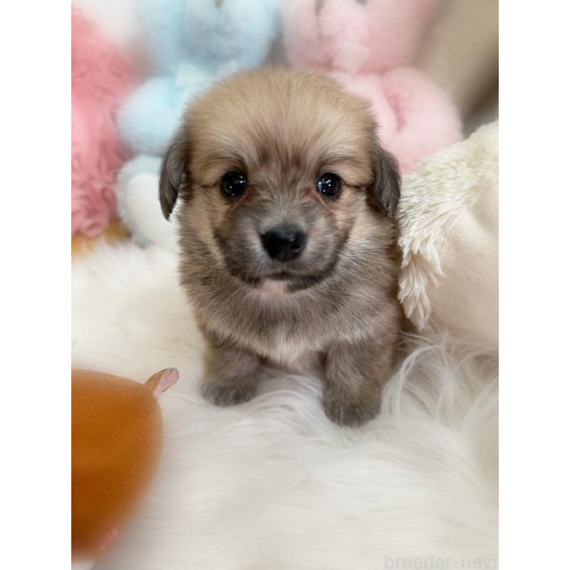 販売中の香川県のミックス犬-419297の3枚目