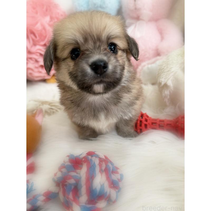 販売中の香川県のミックス犬-419297の2枚目