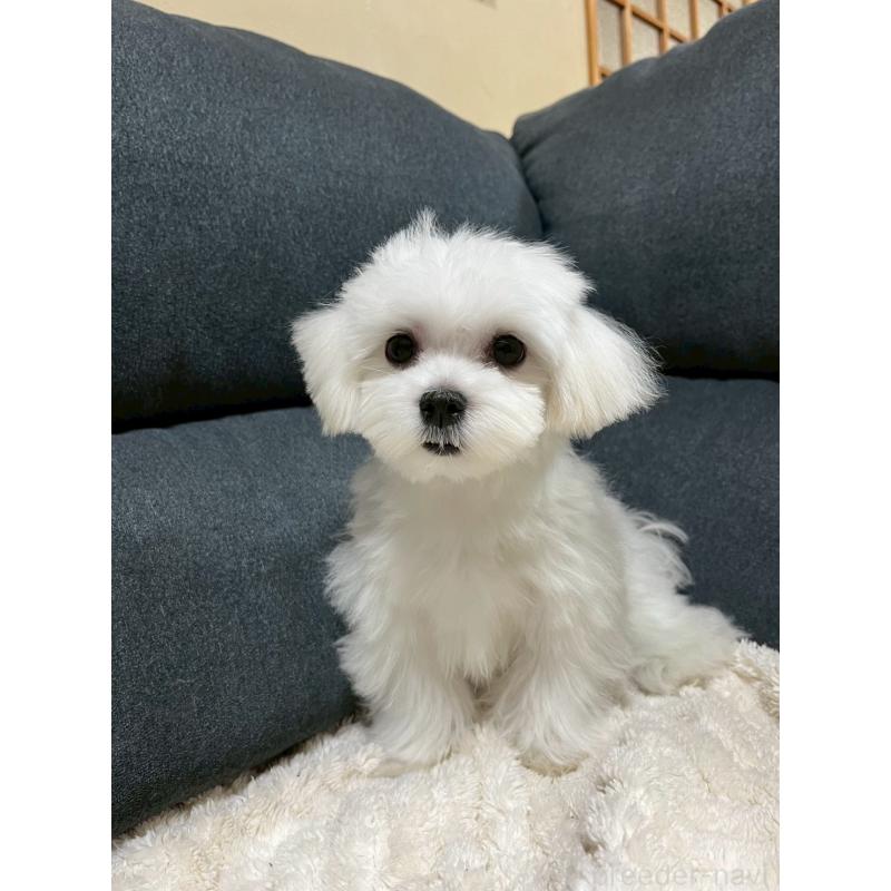 販売中の愛知県のマルチーズ-398156の5枚目