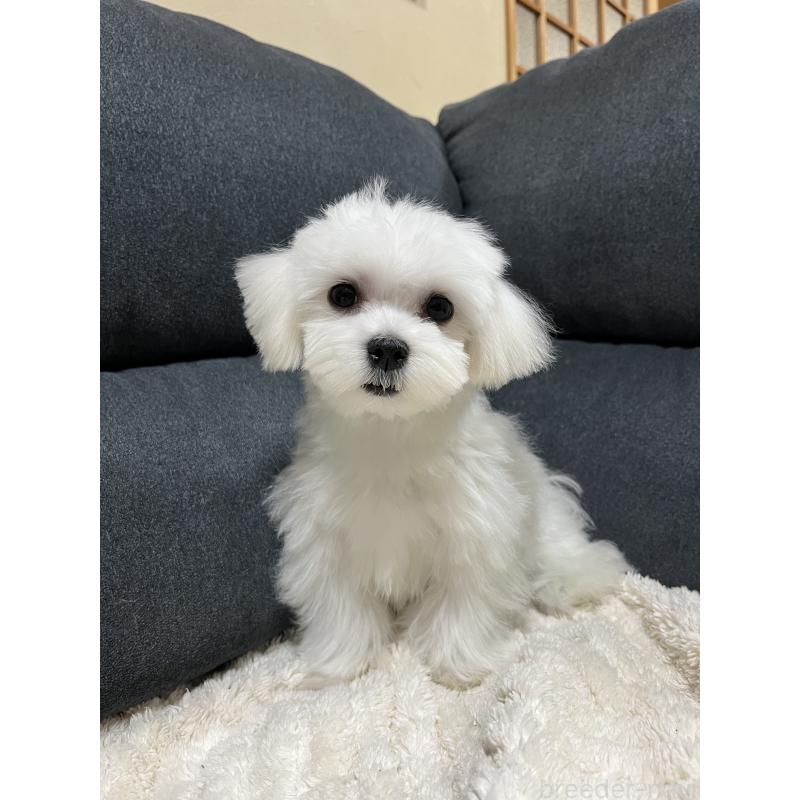 販売中の愛知県のマルチーズ-398156の4枚目