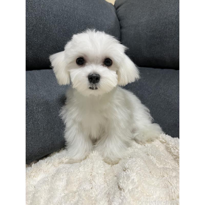 販売中の愛知県のマルチーズ-398156の3枚目