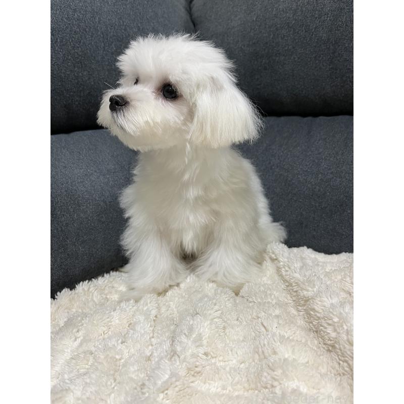 販売中の愛知県のマルチーズ-398156の2枚目