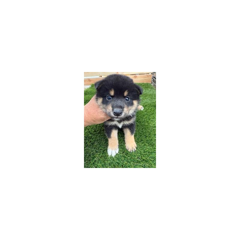 販売中の広島県の柴犬-419300の4枚目