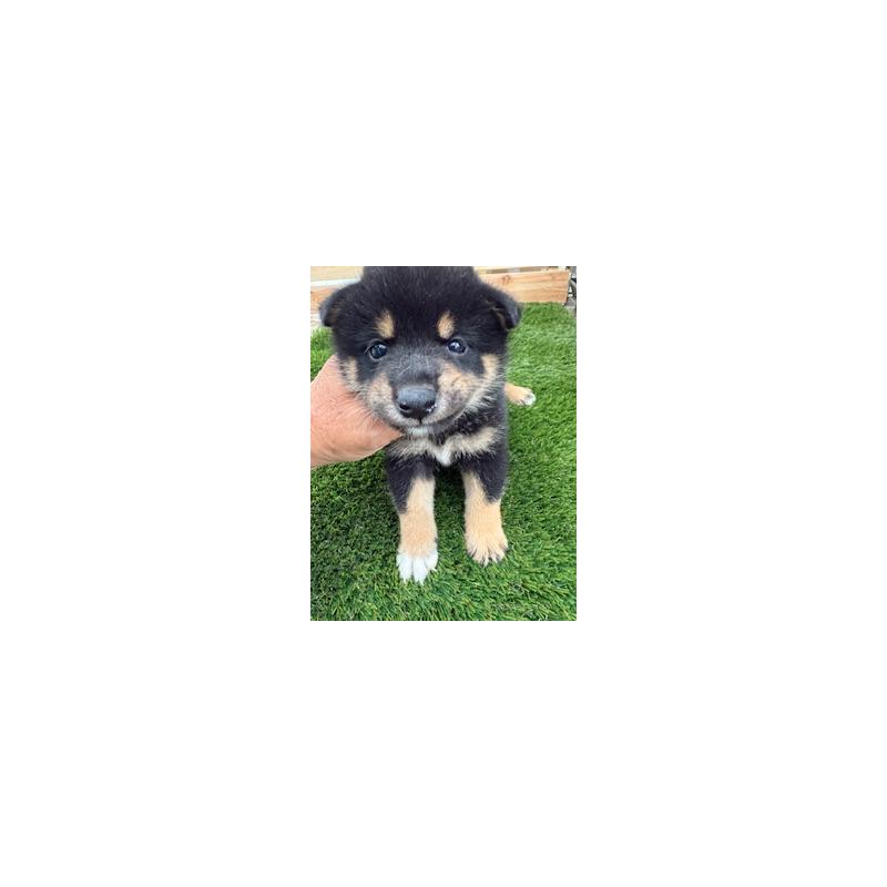 販売中の広島県の柴犬-419300の3枚目