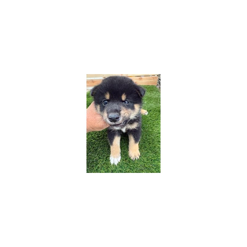 販売中の広島県の柴犬-419300の2枚目