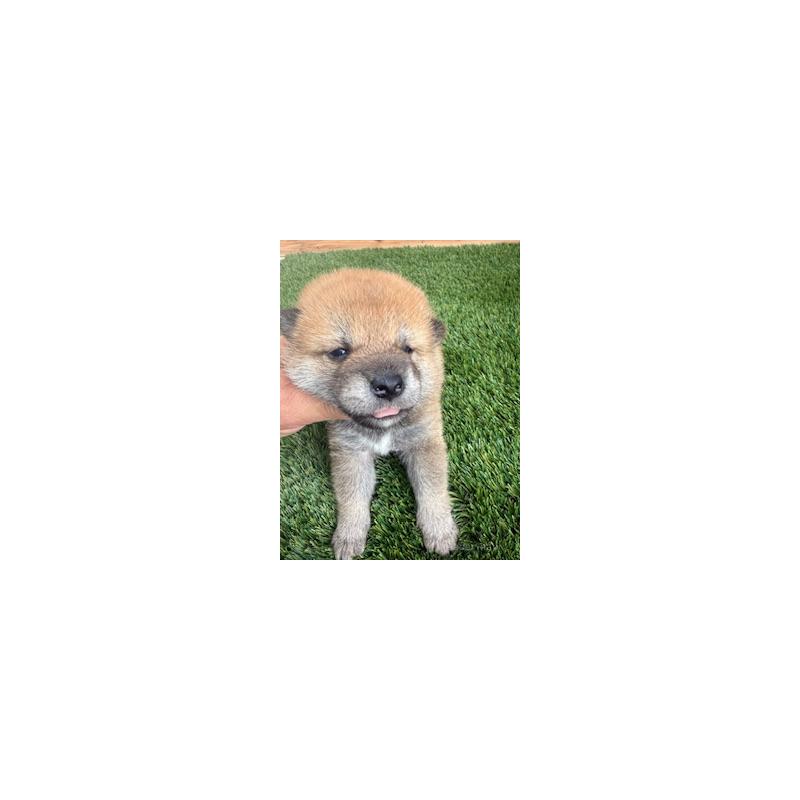 販売中の広島県の柴犬-419301の2枚目