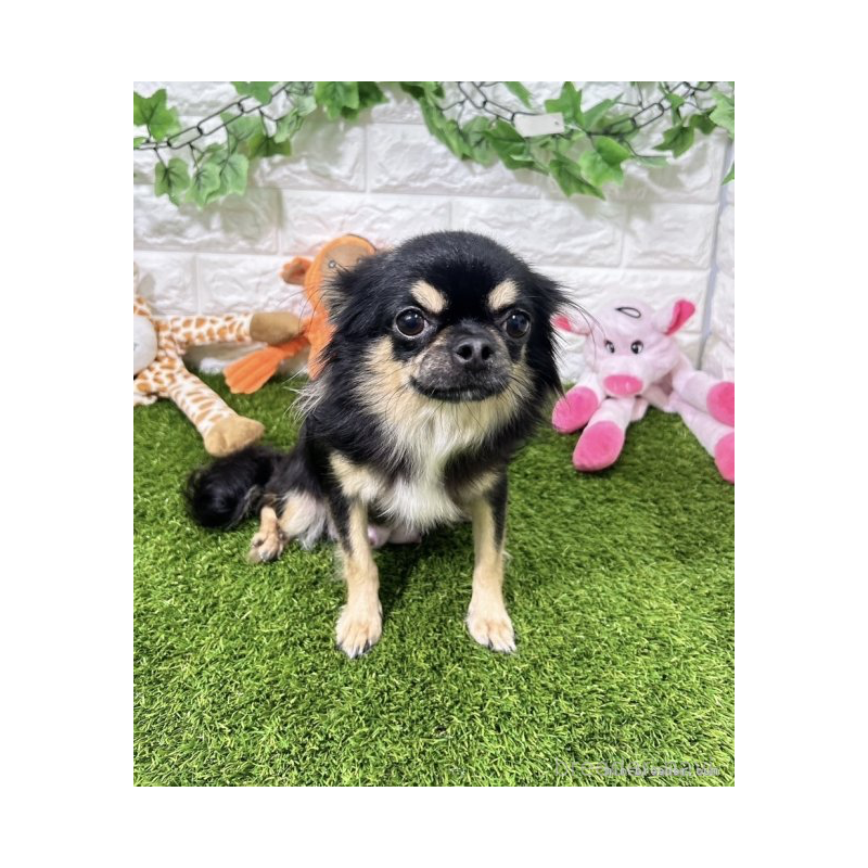 チマキちゃん1枚目