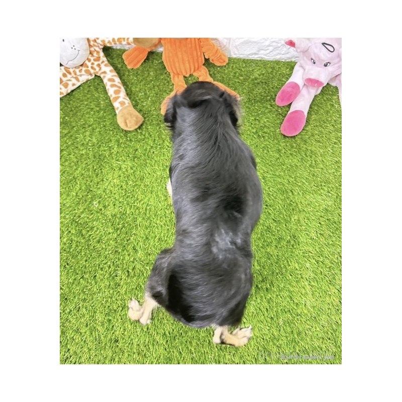チマキちゃん1枚目