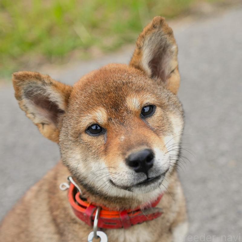 販売中の千葉県の柴犬-408687の1枚目