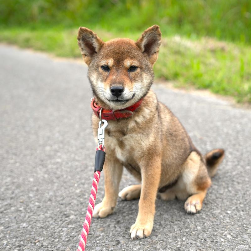 販売中の千葉県の柴犬-408687の6枚目
