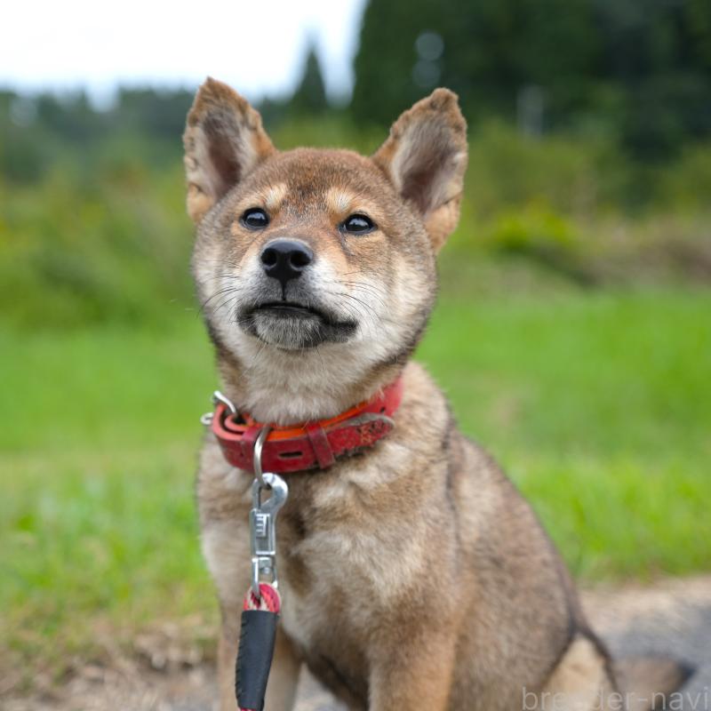 販売中の千葉県の柴犬-408687の5枚目