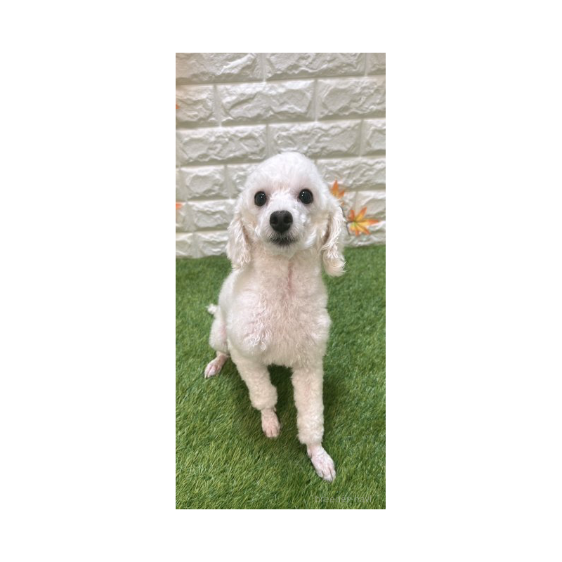 アフロちゃん1枚目
