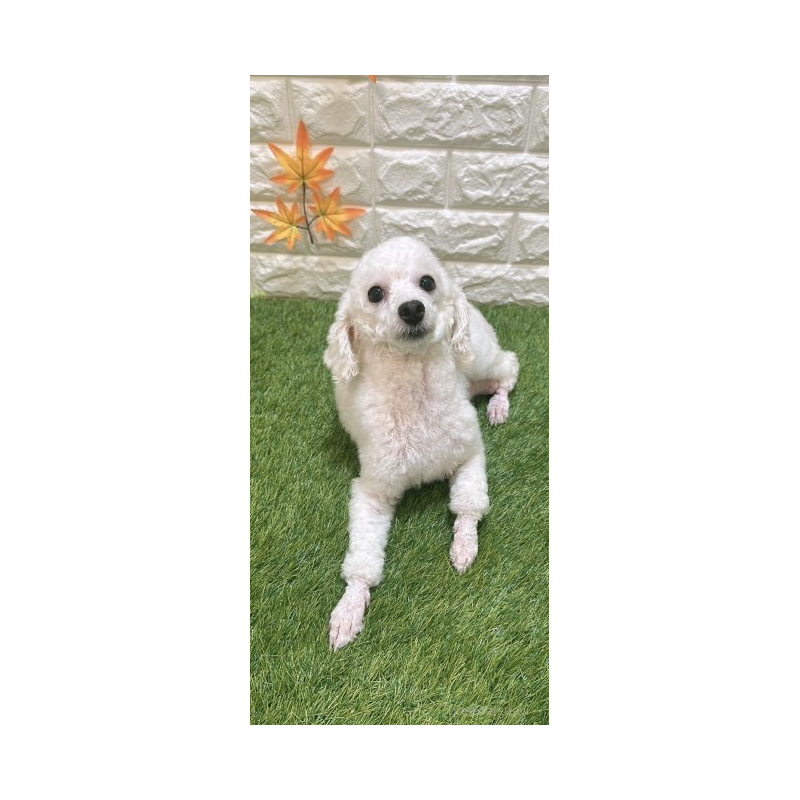 アフロちゃん1枚目