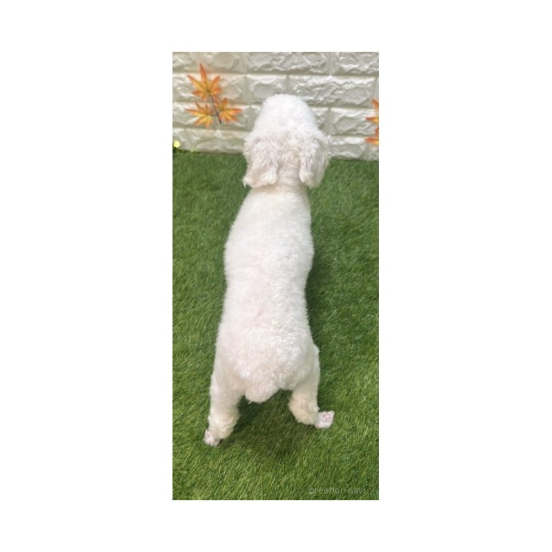 アフロちゃん1枚目