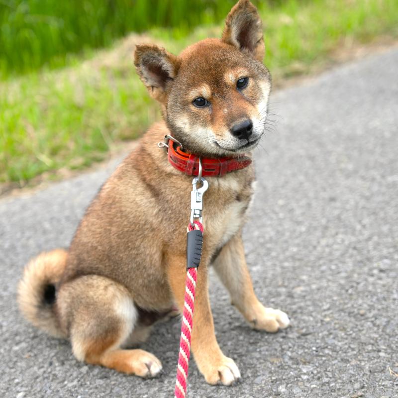 販売中の千葉県の柴犬-408687の4枚目
