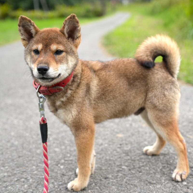 販売中の千葉県の柴犬-408687の3枚目
