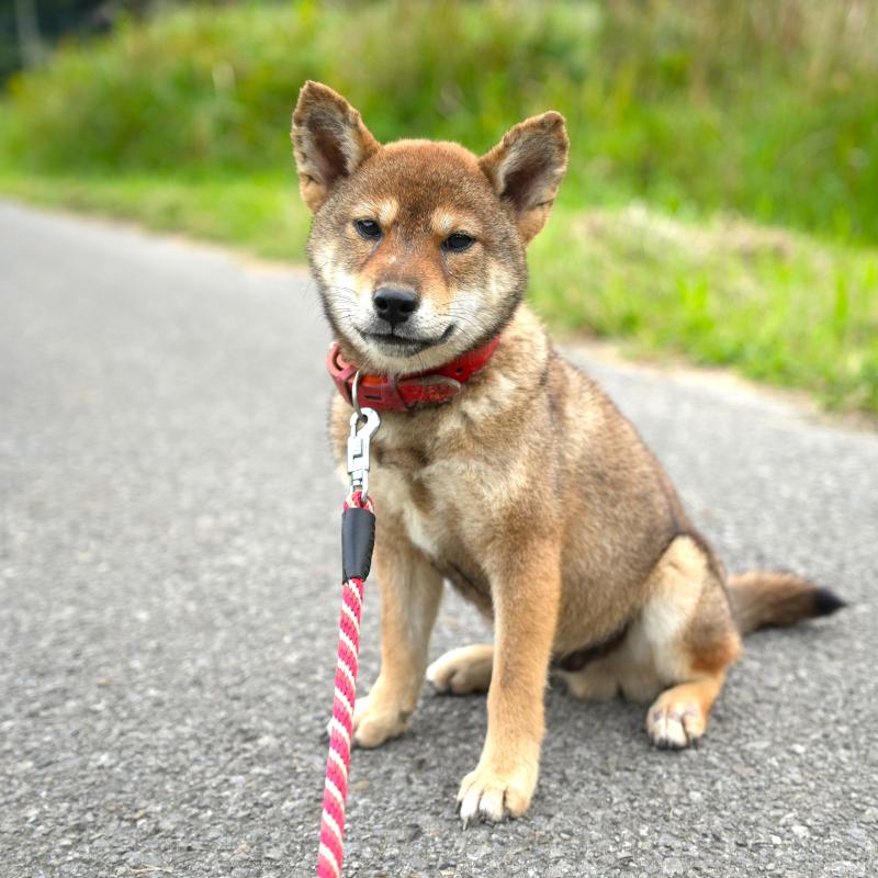 販売中の千葉県の柴犬-408687の2枚目