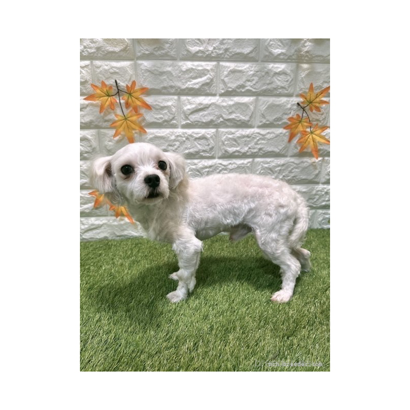 マルコくん1枚目