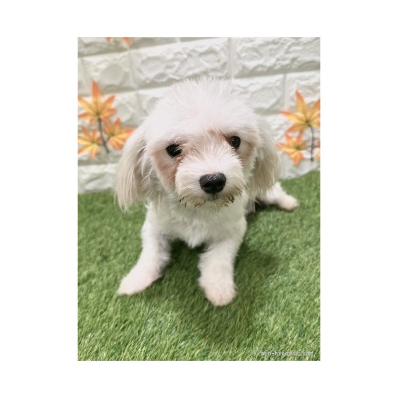 くるみちゃん1枚目