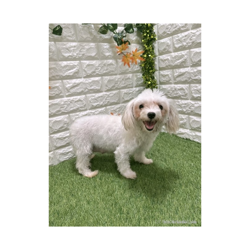 くるみちゃん1枚目