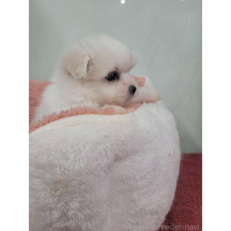 販売中の栃木県のポメマル:ポメラニアン×マルチーズ-419166の4枚目