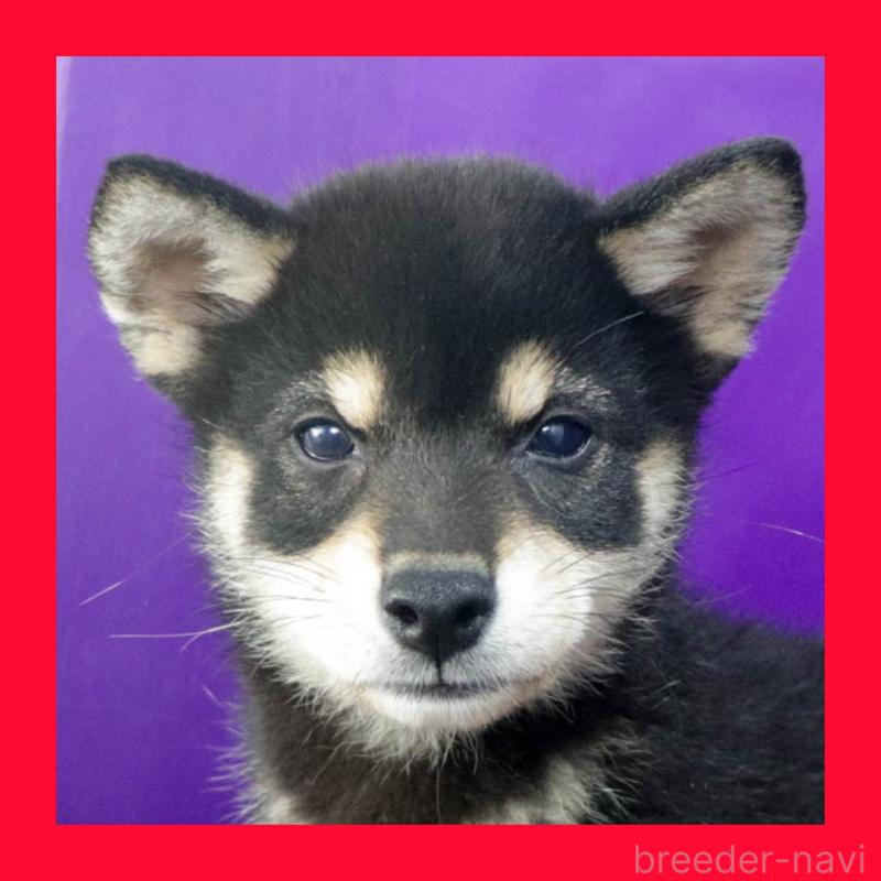 販売中の愛知県の柴犬-403383の1枚目