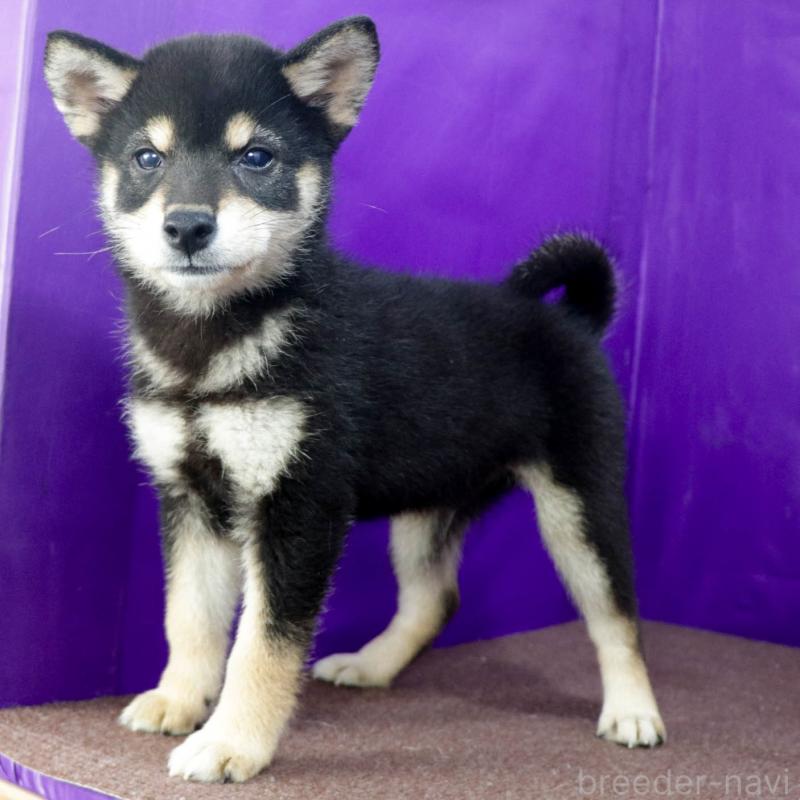 販売中の愛知県の柴犬-403383の3枚目