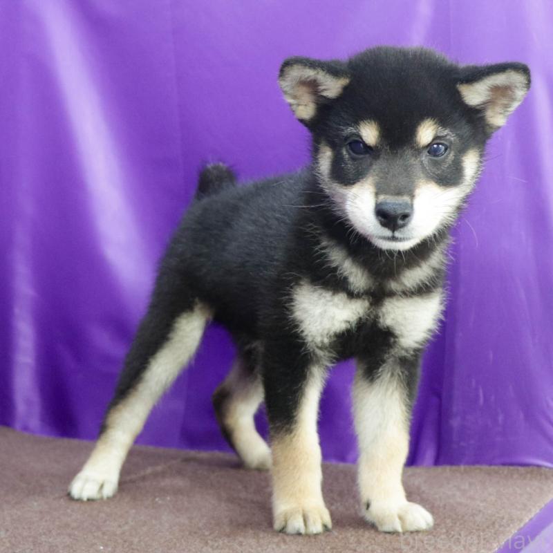 販売中の愛知県の柴犬-403383の2枚目