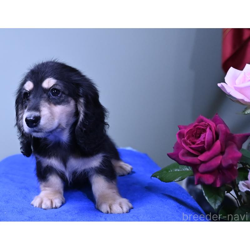 成約済の愛媛県のミニチュアダックスフンド(ロングヘアード)-413707の10枚目