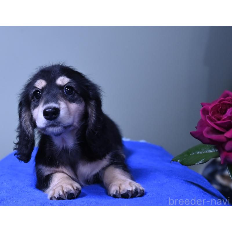 成約済の愛媛県のミニチュアダックスフンド(ロングヘアード)-413707の9枚目