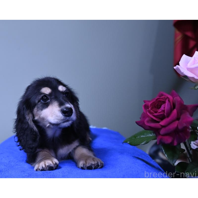 成約済の愛媛県のミニチュアダックスフンド(ロングヘアード)-413707の8枚目