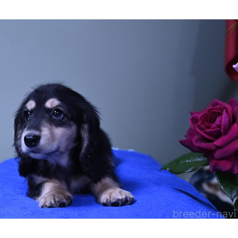 成約済の愛媛県のミニチュアダックスフンド(ロングヘアード)-413707の7枚目