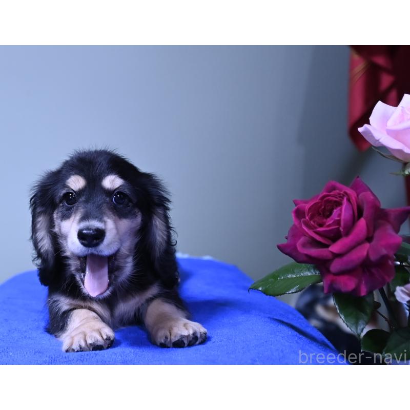 成約済の愛媛県のミニチュアダックスフンド(ロングヘアード)-413707の6枚目