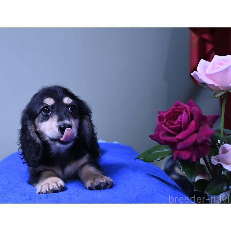 成約済の愛媛県のミニチュアダックスフンド(ロングヘアード)-413707の5枚目