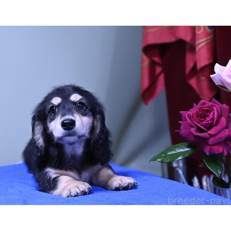 成約済の愛媛県のミニチュアダックスフンド(ロングヘアード)-413707の4枚目