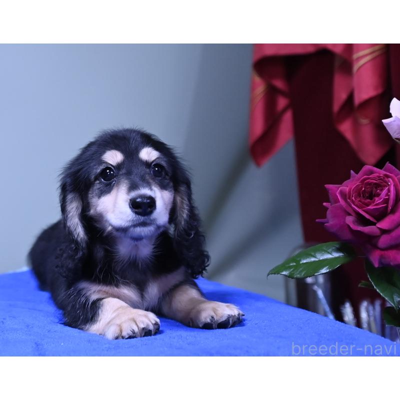 成約済の愛媛県のミニチュアダックスフンド(ロングヘアード)-413707の3枚目