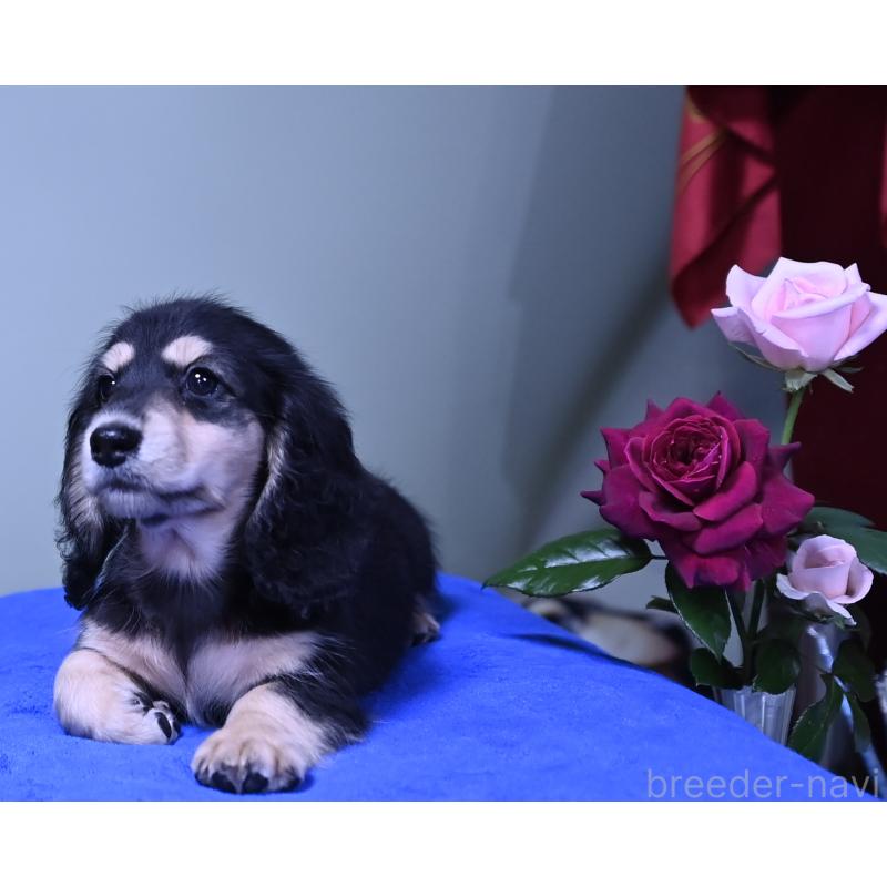 成約済の愛媛県のミニチュアダックスフンド(ロングヘアード)-413707の2枚目