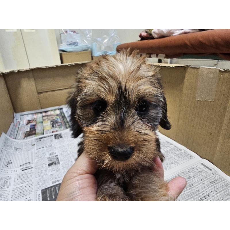 成約済の愛知県のミニチュアダックスフンド(ワイヤーヘアード)-416468の5枚目