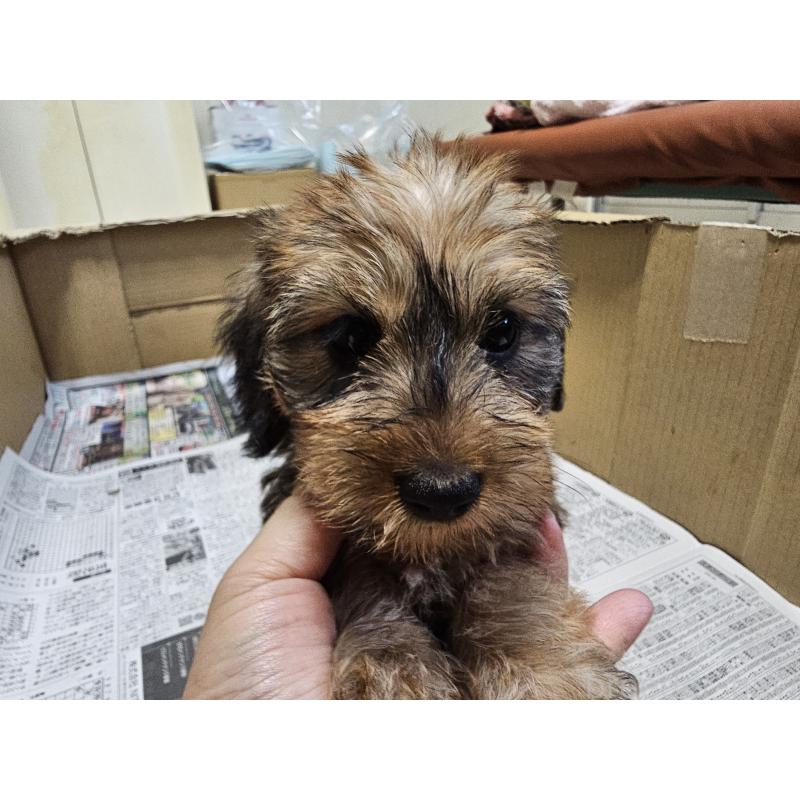 成約済の愛知県のミニチュアダックスフンド(ワイヤーヘアード)-416468の4枚目