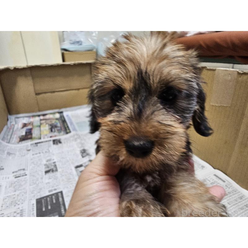 成約済の愛知県のミニチュアダックスフンド(ワイヤーヘアード)-416468の3枚目