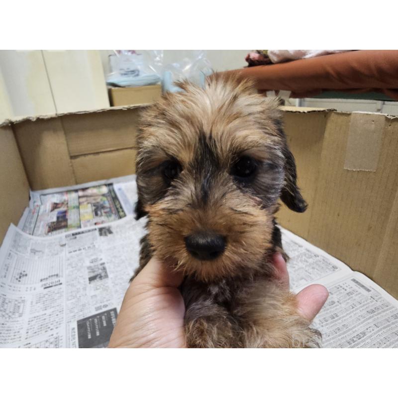 成約済の愛知県のミニチュアダックスフンド(ワイヤーヘアード)-416468の2枚目