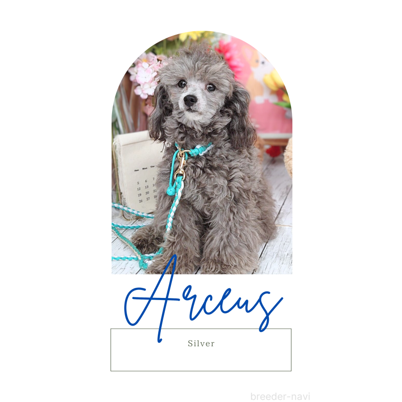 アルセウスくん1枚目