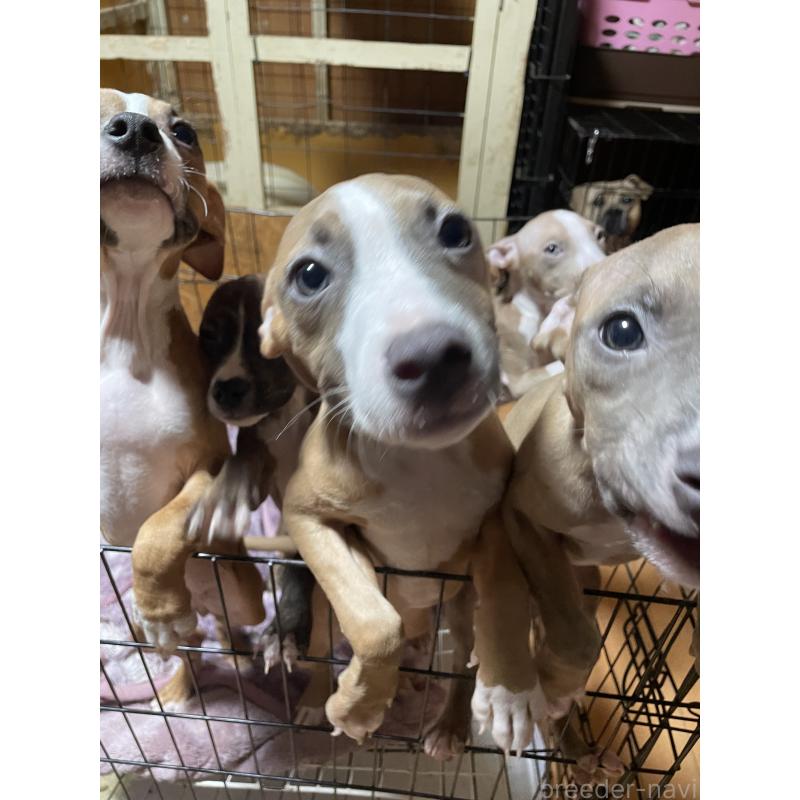 販売中の佐賀県のアメリカンピットブルテリア-414900の3枚目